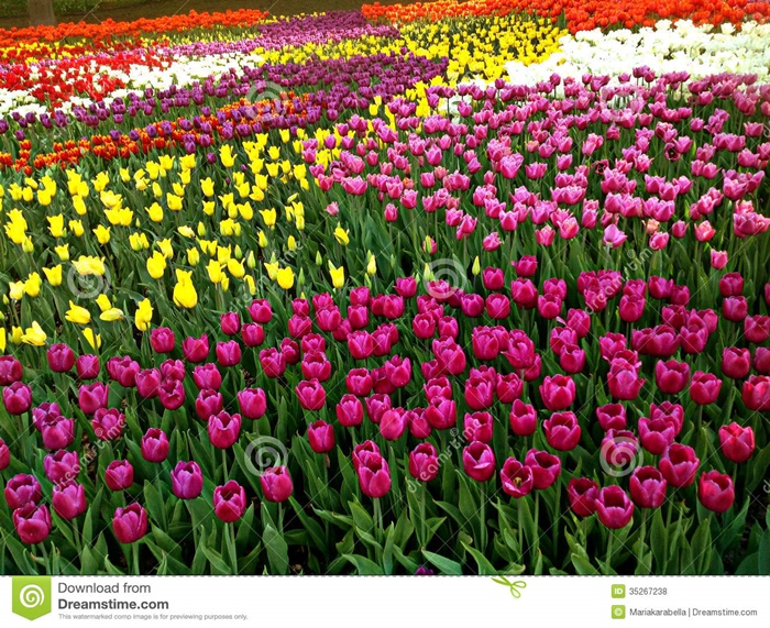 Bộ sưu tập những vườn hoa tulip sặc sỡ và ấn tượng nhất 7