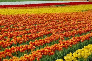 Bộ sưu tập những vườn hoa tulip sặc sỡ và ấn tượng nhất 8