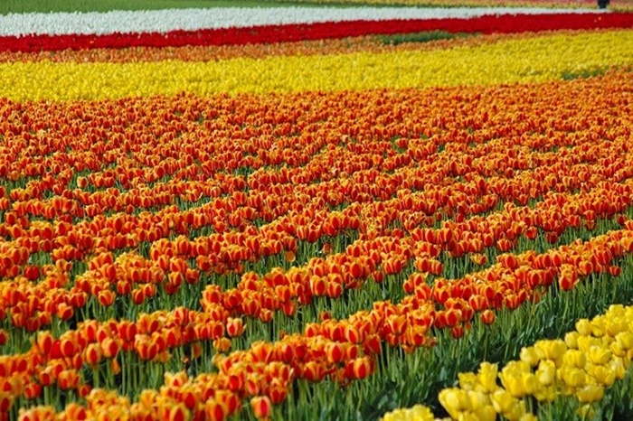 Bộ sưu tập những vườn hoa tulip sặc sỡ và ấn tượng nhất 8