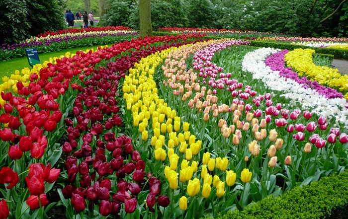 Bộ sưu tập những vườn hoa tulip sặc sỡ và ấn tượng nhất 9