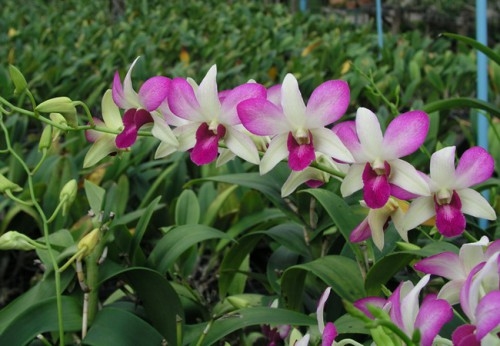 Hoa lan đẹp dễ trồng nhất tại Việt Nam cho người mới chơi lan 13