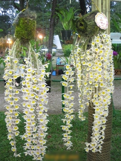 Hoa lan đẹp dễ trồng nhất tại Việt Nam cho người mới chơi lan 19