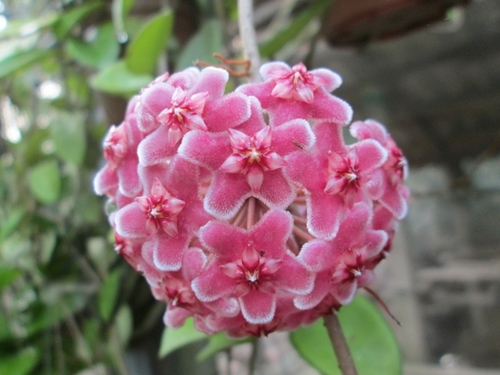 Hoa lan đẹp dễ trồng nhất tại Việt Nam cho người mới chơi lan 2