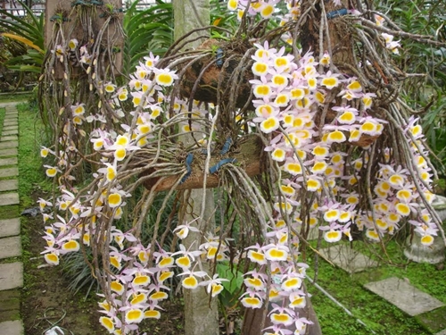 Hoa lan đẹp dễ trồng nhất tại Việt Nam cho người mới chơi lan 21