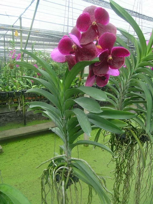 Hoa lan đẹp dễ trồng nhất tại Việt Nam cho người mới chơi lan 25