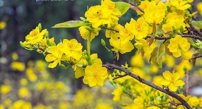 Hoa mai vàng ngày tết xinh tươi  đón xuân đã về đẹp nhất 15