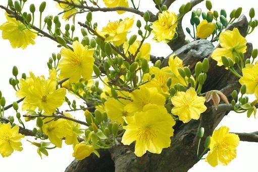 Hoa mai vàng ngày tết xinh tươi  đón xuân đã về đẹp nhất 7