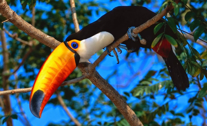 Những hình ảnh các loài chim đẹp và ấn tượng nhất dành cho máy tính 10