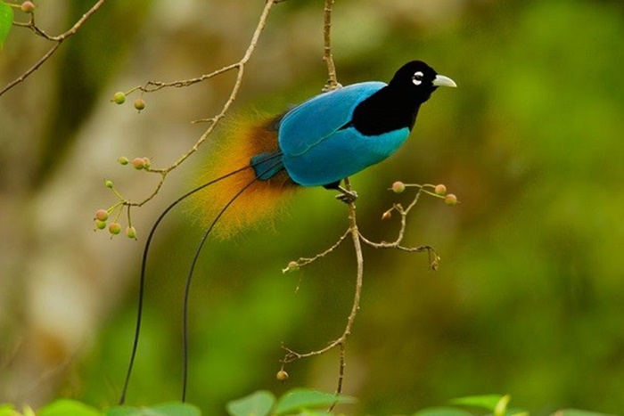 Những hình ảnh các loài chim đẹp và ấn tượng nhất dành cho máy tính 3