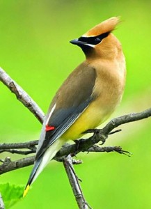 Những hình ảnh các loài chim đẹp và ấn tượng nhất dành cho máy tính 4
