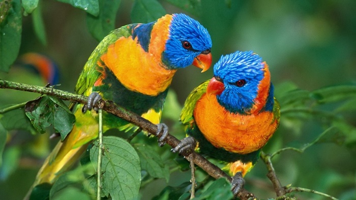 Những hình ảnh các loài chim đẹp và ấn tượng nhất dành cho máy tính 5