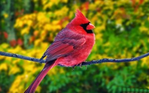 Những hình ảnh các loài chim đẹp và ấn tượng nhất dành cho máy tính 6