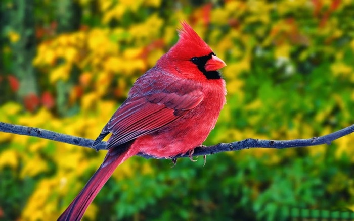 Những hình ảnh các loài chim đẹp và ấn tượng nhất dành cho máy tính 6
