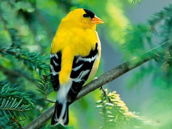 Những hình ảnh các loài chim đẹp và ấn tượng nhất dành cho máy tính 7