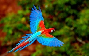 Những hình ảnh các loài chim đẹp và ấn tượng nhất dành cho máy tính 8