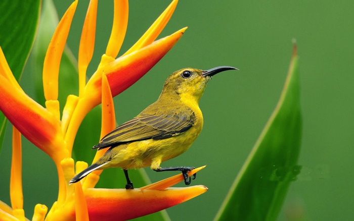 Những hình ảnh các loài chim đẹp và ấn tượng nhất dành cho máy tính 9