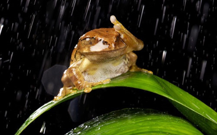 Những hình ảnh động vật đẹp khi những cơn mưa bất chợt 3