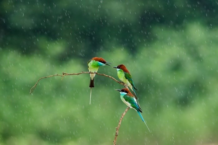 Những hình ảnh động vật đẹp khi những cơn mưa bất chợt 4