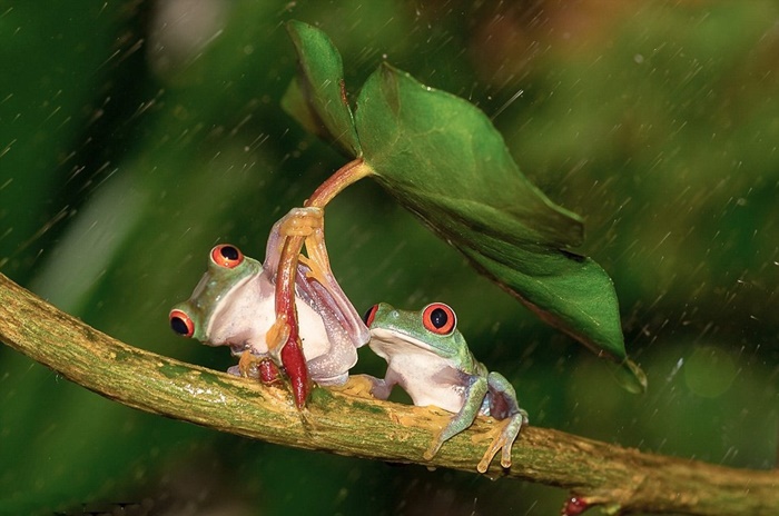 Những hình ảnh động vật đẹp khi những cơn mưa bất chợt 7