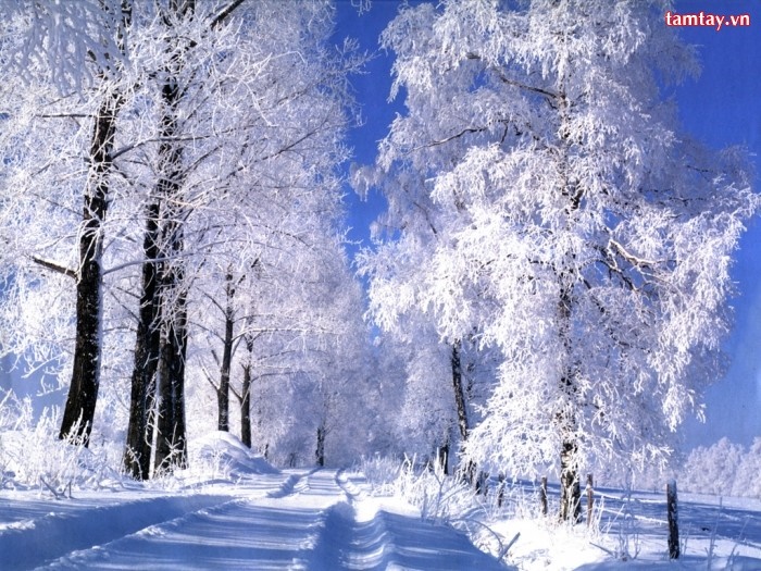 Những hình ảnh thiên nhiên đẹp với những bông tuyết trắng xóa 3