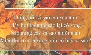 Hình ảnh những câu nói hay về tình yêu tình bạn cuộc sống thông dụng nhất 11