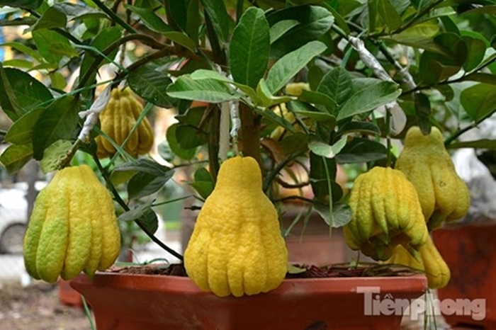 Hình ảnh các loại cây quả độc lạ chơi tết được ưa chuộng năm nay 4