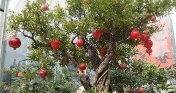 Hình ảnh các loại cây quả độc lạ chơi tết được ưa chuộng năm nay 6