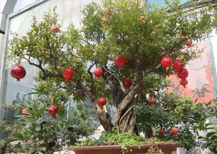 Hình ảnh các loại cây quả độc lạ chơi tết được ưa chuộng năm nay 6
