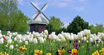 Hình ảnh cánh đồng hoa tulip đẹp rực rỡ và say đắm lòng người 2