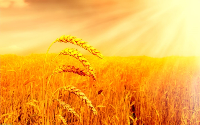 Hình ảnh cánh đồng lúa miền quê đẹp thơ mộng và yên bình đến lạ 1