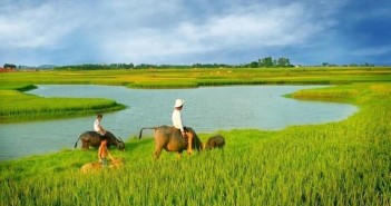 Hình ảnh cánh đồng lúa miền quê đẹp thơ mộng và yên bình đến lạ 10