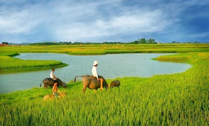 Hình ảnh cánh đồng lúa miền quê đẹp thơ mộng và yên bình đến lạ 10