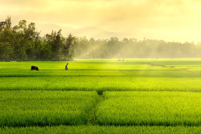 Hình ảnh cánh đồng lúa miền quê đẹp thơ mộng và yên bình đến lạ 11