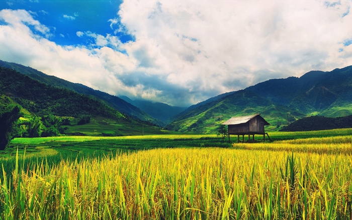 Hình ảnh cánh đồng lúa miền quê đẹp thơ mộng và yên bình đến lạ 2