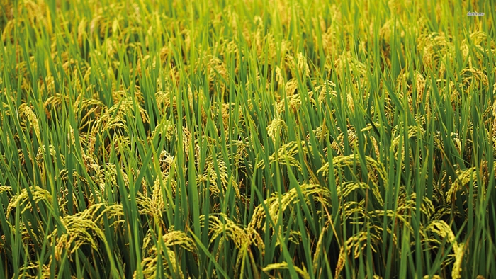 Hình ảnh cánh đồng lúa miền quê đẹp thơ mộng và yên bình đến lạ 3