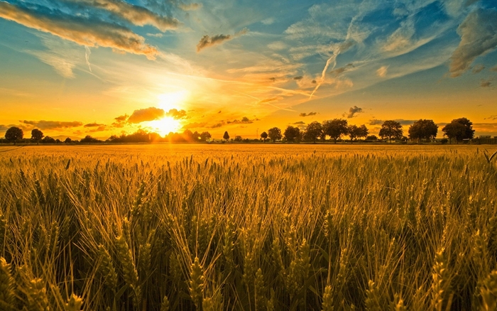Hình ảnh cánh đồng lúa miền quê đẹp thơ mộng và yên bình đến lạ 4