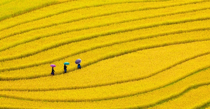 Hình ảnh cánh đồng lúa miền quê đẹp thơ mộng và yên bình đến lạ 7