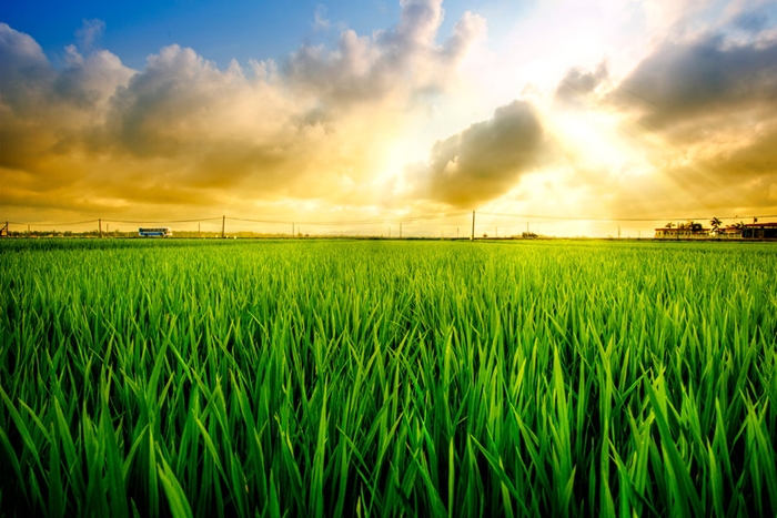 Hình ảnh cánh đồng lúa miền quê đẹp thơ mộng và yên bình đến lạ 8
