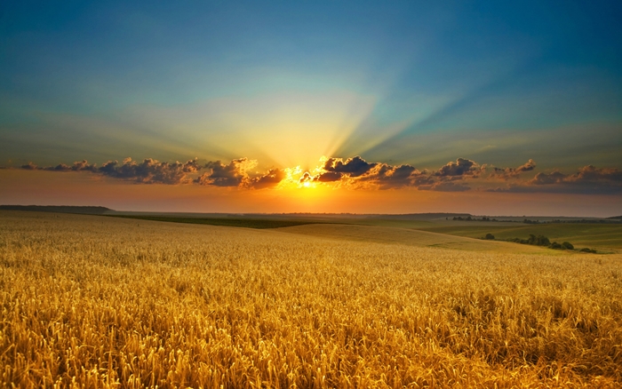 Hình ảnh cánh đồng lúa miền quê đẹp thơ mộng và yên bình đến lạ 9