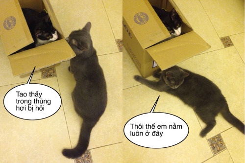 Hình ảnh chế hài hước vui nhộn vô đối với các chú mèo 1