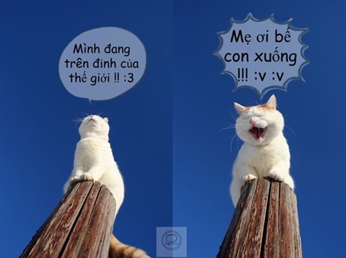 Hình ảnh chế hài hước vui nhộn vô đối với các chú mèo 16