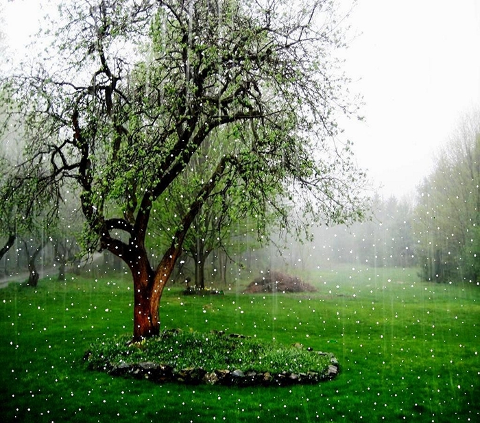 Hình ảnh mưa rơi đẹp và đượm buồn mang đến cho bạn một khoảng lặng trong cuộc sống 5