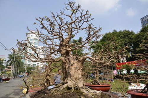 Hình ảnh những cây mai đẹp nhất ở Việt nam trong ngày tết 1