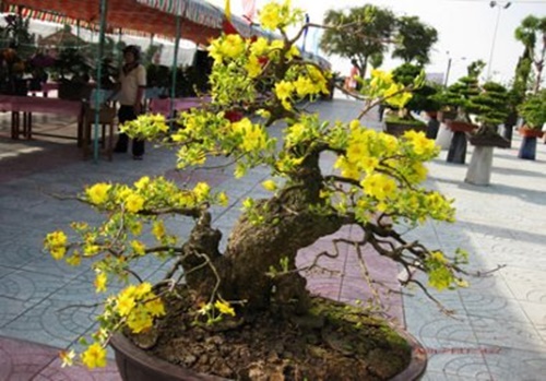 Hình ảnh những cây mai đẹp nhất ở Việt nam trong ngày tết 12