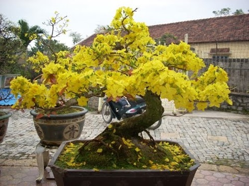 Hình ảnh những cây mai đẹp nhất ở Việt nam trong ngày tết 13
