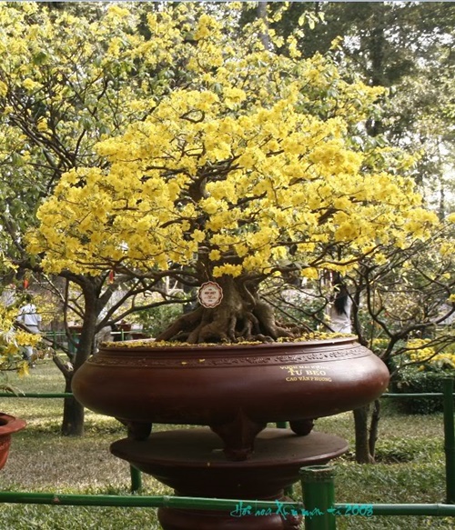 Hình ảnh những cây mai đẹp nhất ở Việt nam trong ngày tết 15