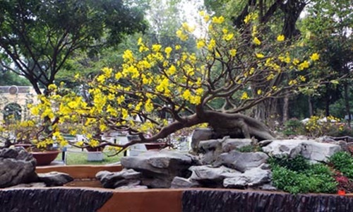 Hình ảnh những cây mai đẹp nhất ở Việt nam trong ngày tết 16