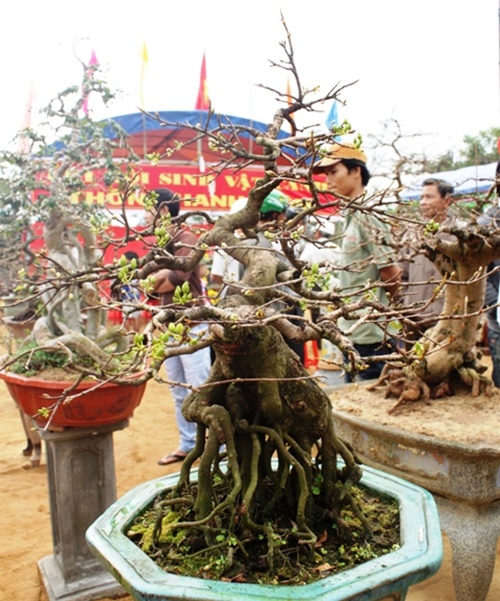 Hình ảnh những cây mai đẹp nhất ở Việt nam trong ngày tết 17