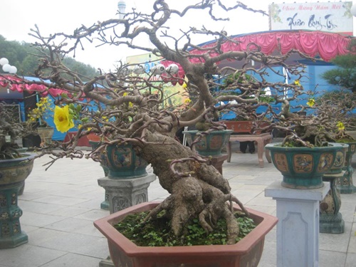 Hình ảnh những cây mai đẹp nhất ở Việt nam trong ngày tết 20
