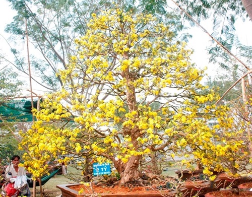 Hình ảnh những cây mai đẹp nhất ở Việt nam trong ngày tết 5